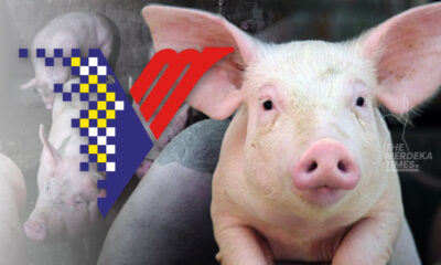 Perlis, Kelantan & Terengganu kekal bebas ternakan babi komersial