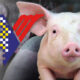 Perlis, Kelantan & Terengganu kekal bebas ternakan babi komersial