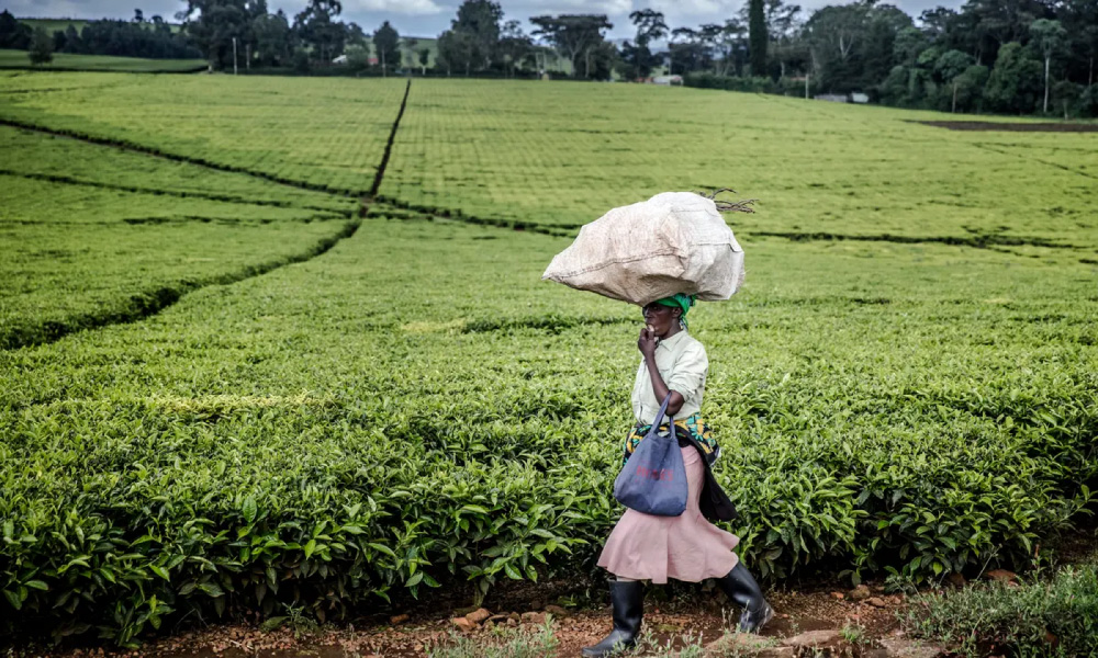 Wartawan dedah eksploitasi seks pekerja ladang teh di Kenya