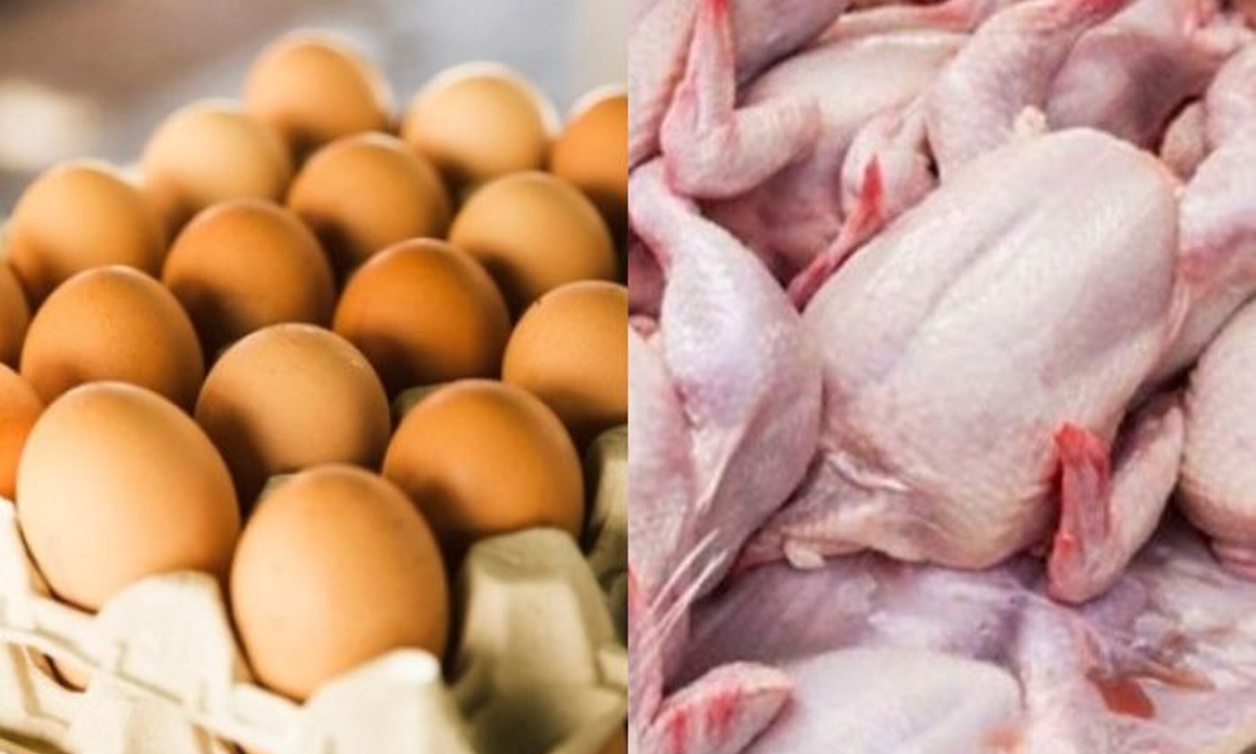 Bekalan ayam, telur dijamin cukup sepanjang Ramadan dan Syawal