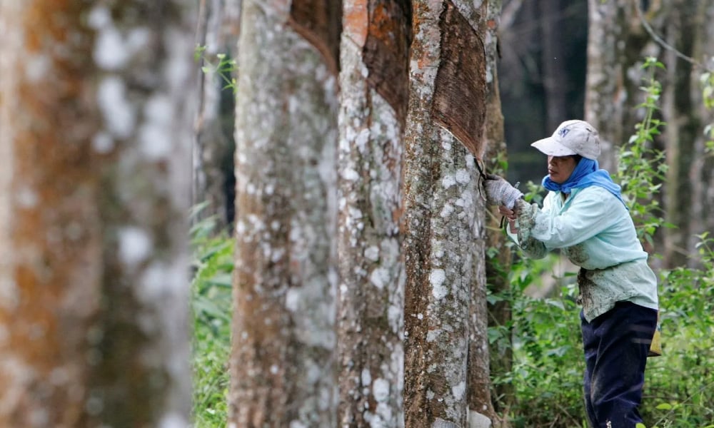 KPK laksanakan pelbagai inisiatif bantu pekebun kecil getah