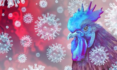China rekodkan kematian pertama selesema burung H3N8