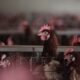 Lelaki takutkan ayam jiran sehingga mati dihukum penjara di China