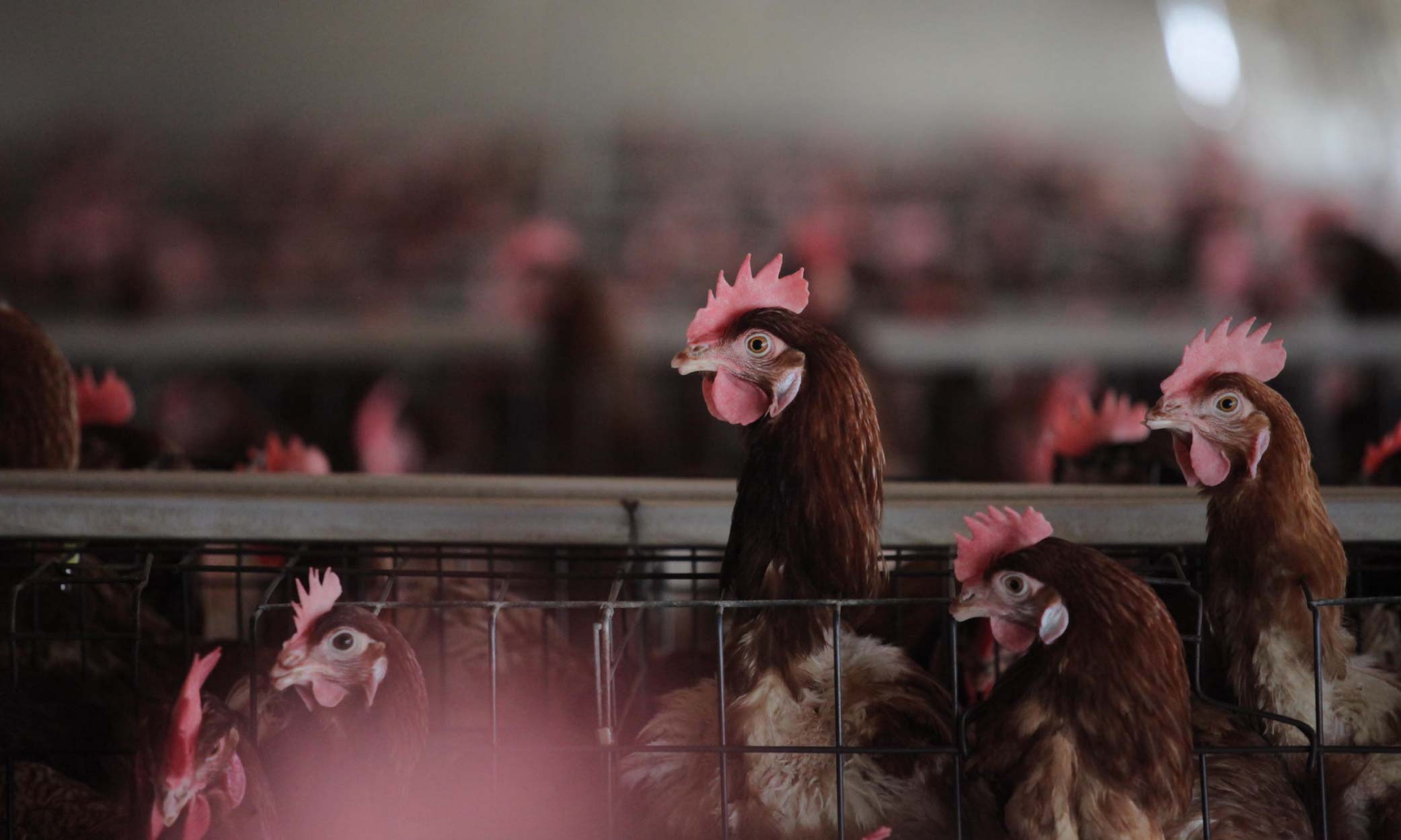 Lelaki takutkan ayam jiran sehingga mati dihukum penjara di China