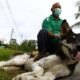 11 kes rabies, sembilan kematian dilapor di Sarawak