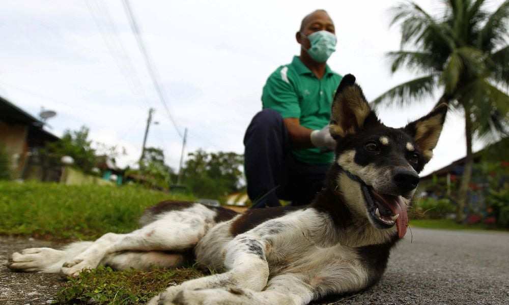 11 kes rabies, sembilan kematian dilapor di Sarawak