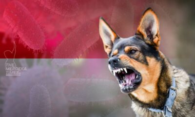 Indonesia beri amaran tentang rabies, kes gigitan anjing gila semakin meningkat