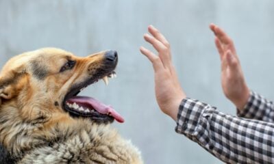 Kanak-kanak ‘sawan’ meninggal akibat digigit anjing rabies di Bali, Indonesia