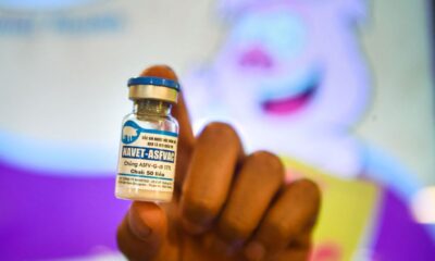Vaksin pertama dunia penyakit demam babi Afrika hampir diluluskan di Vietnam