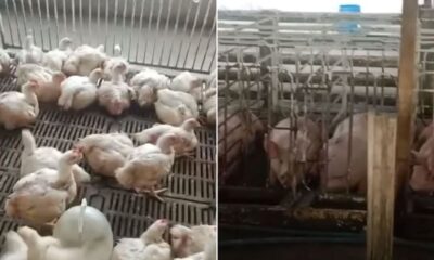 Ayam diternak di ladang babi hanya dijual pada bukan Islam