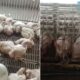 Ayam diternak di ladang babi hanya dijual pada bukan Islam