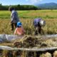 El Nino berisiko cetus krisis beras global – Saintis