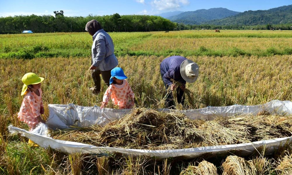 El Nino berisiko cetus krisis beras global – Saintis