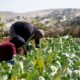 Zionis Israel rosakkan tanaman, cemar air minuman penduduk Palestin