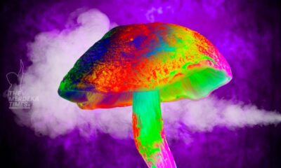 Anak muda ‘high’ campur dadah Mushroom dalam pod semakin berleluasa – Medical Mythbusters Malaysia