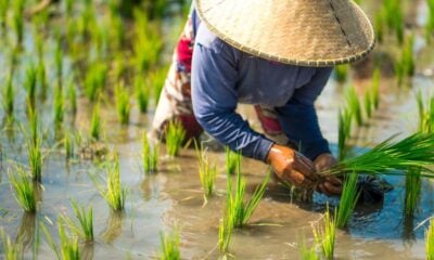 Kerajaan perlu tingkatkan penguatkuasaan tangani kekurangan beras tempatan