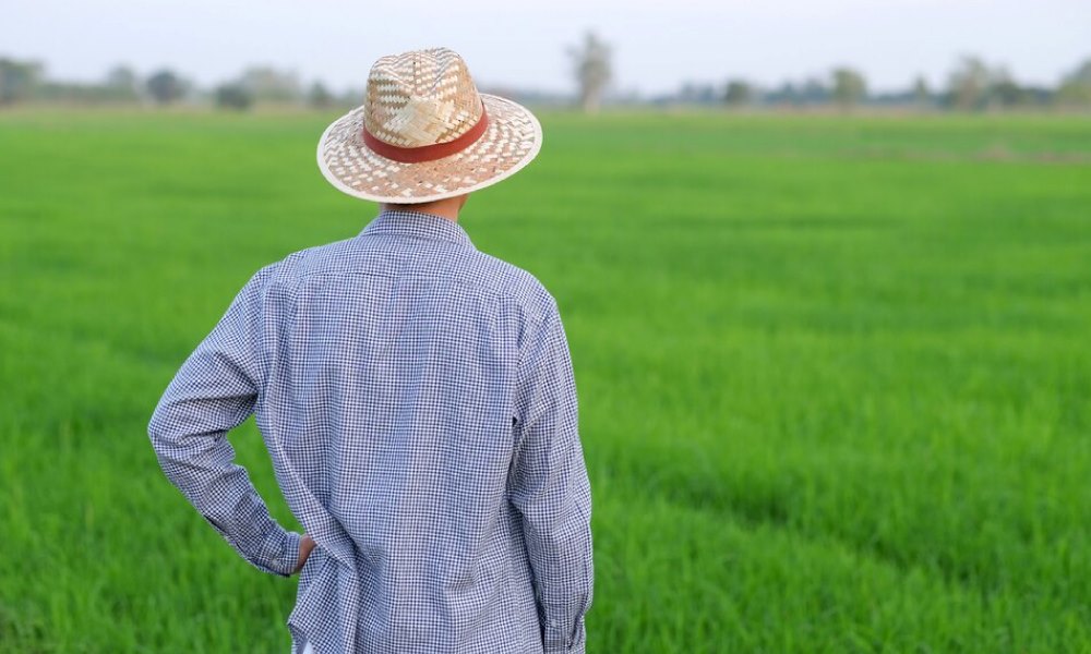 Harga lantai baharu padi masih rendah