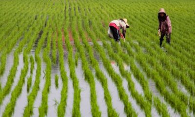 Harga padi menurun, pesawah desak kerajaan lebih adil 