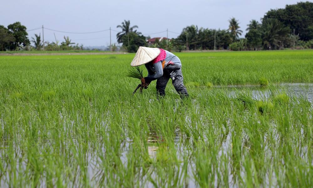 Kejatuhan harga belian padi urusan KPKM, bukan BERNAS