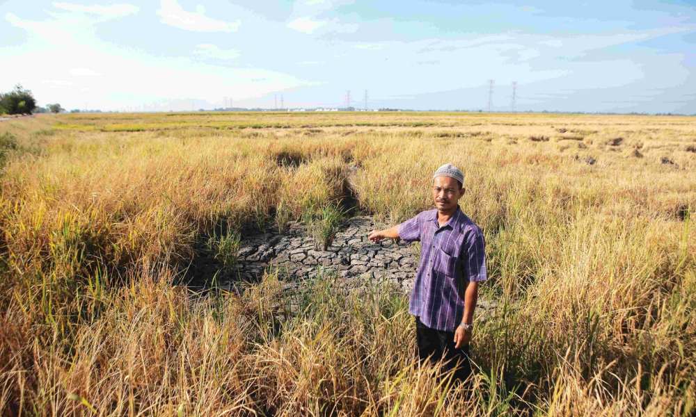 Pesawah didakwa tertekan tanggung kerugian, padi rosak akibat jadual pelepasan air