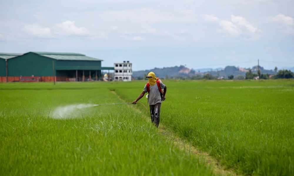 RM30 juta bantuan khas Bernas disalurkan kepada pesawah