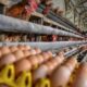 Subsidi ayam tamat Rabu, subsidi telur diteruskan - Mohamad